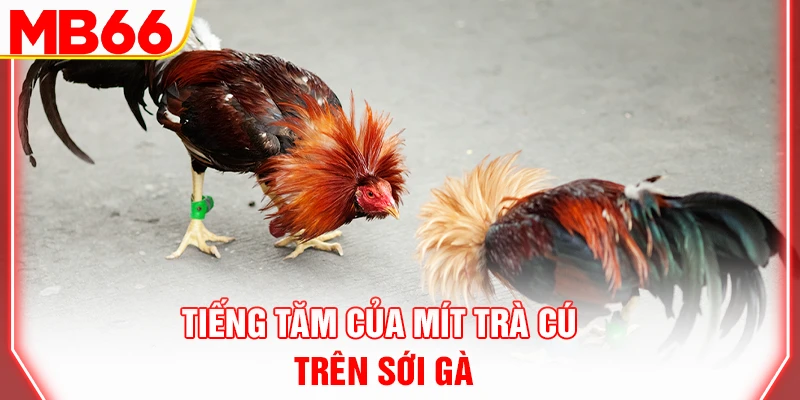 tieng-tam-cua-mit-tra-cu-tren-soi-ga